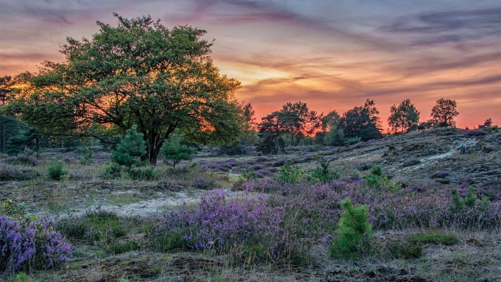 Molecaten Park Landgoed Ginkelduin Leersum Екстер'єр фото